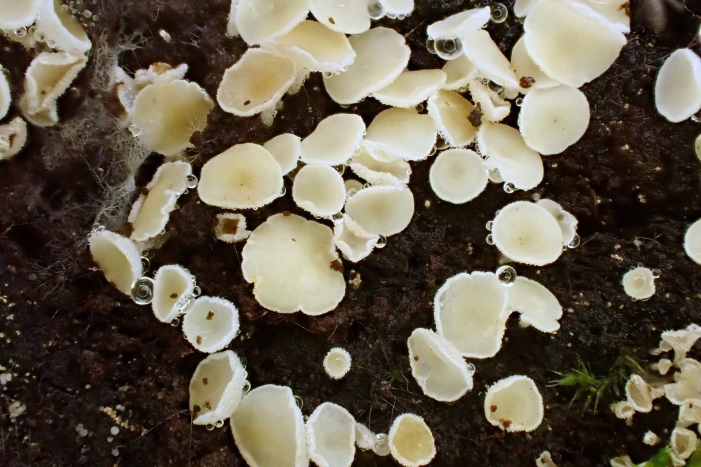 chlupáček bělostný (Lachnum virgineum) - foto: Květa Součková
