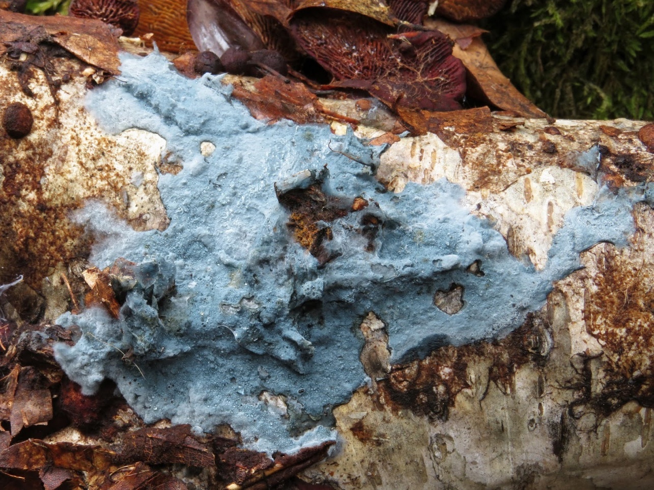 pavučiník modrozelený (Byssocorticium atrovirens) - foto: Lubomír Opat