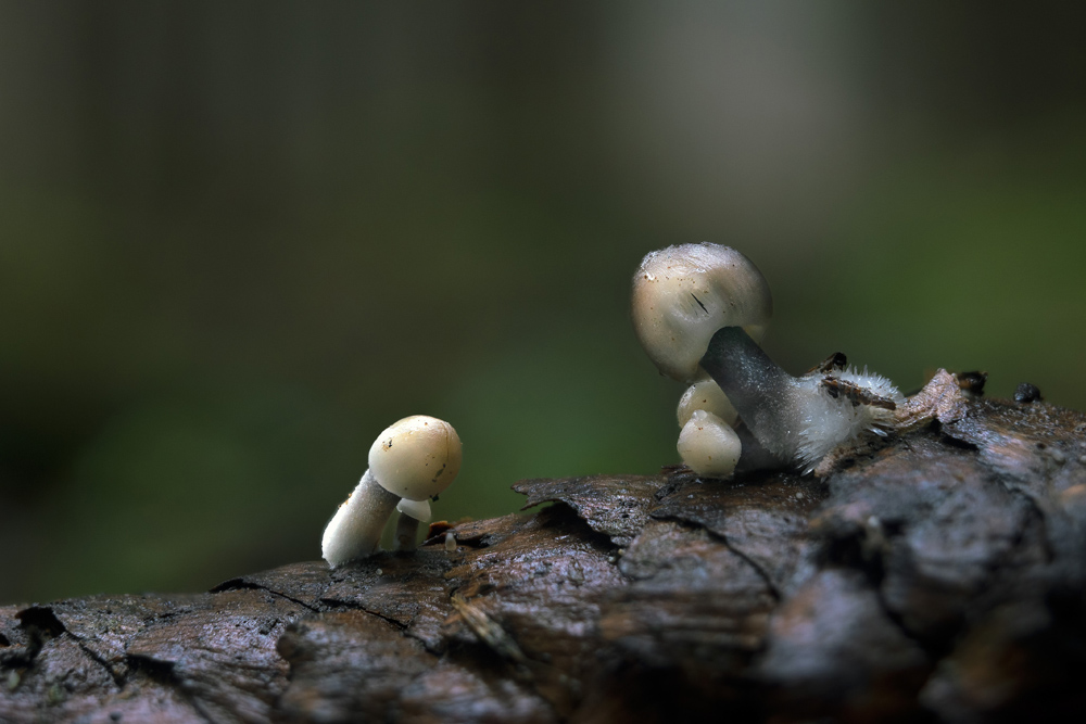 helmovka šiškomilná – Mycena strobilicola - Salaš - foto: Milan Němčický