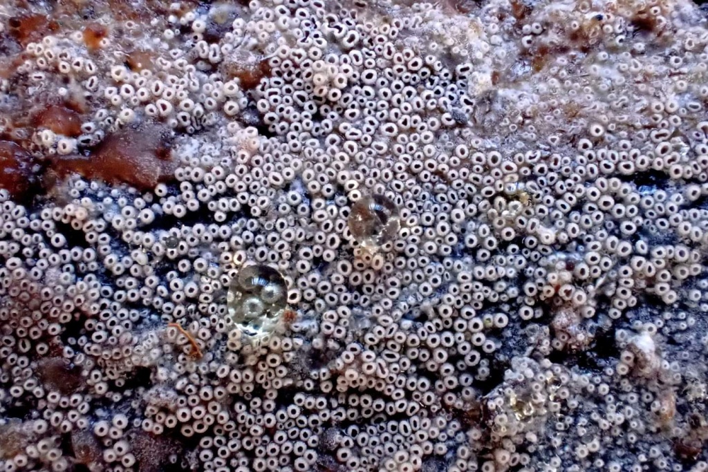 džbánovka pórnatkovitá (Resupinatus poriaeformis) - foto: Květa Součková