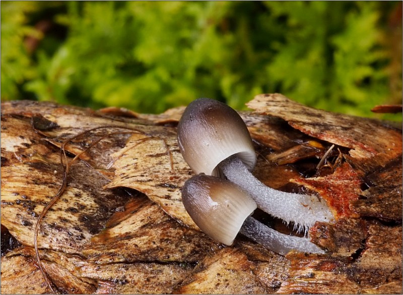 helmovka šišková – Schizophyllum amplum - Českokrumlovsko - foto: Věra Hyráková