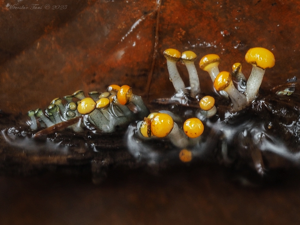 míhavka vodní – Vibrissea truncorum - Chebsko - foto: Miroslav Tauš