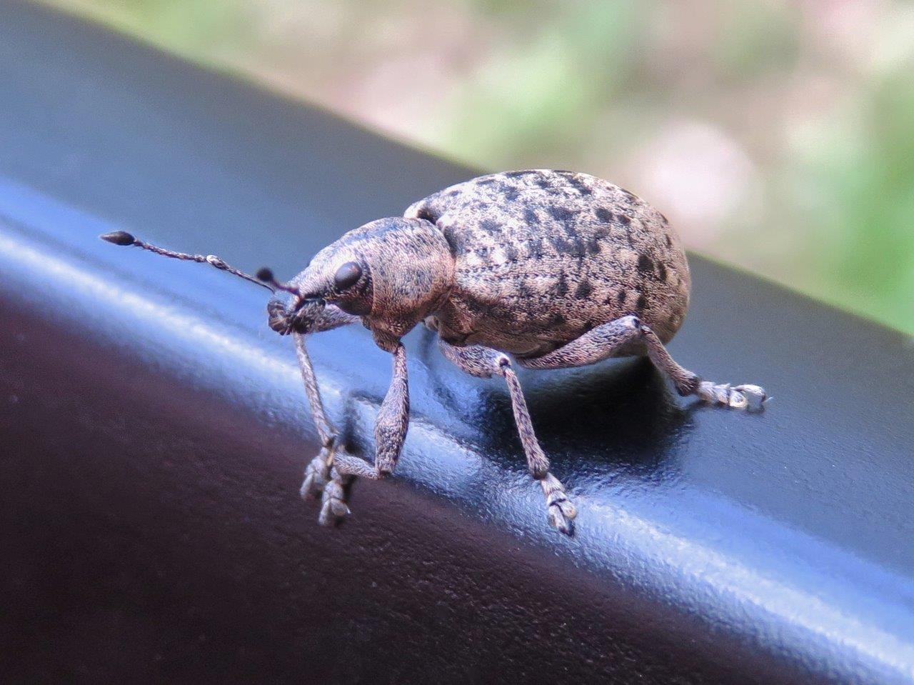 obtížní hmyzové se již v lese vyskytují - foto Lubomír Opat