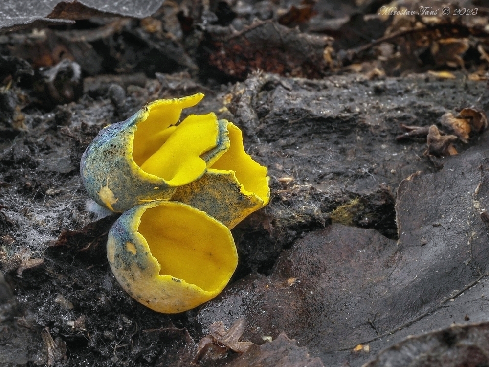 krasočíška žlutá – Caloscypha fulgens - Chebsko - foto: Miroslav Tauš
