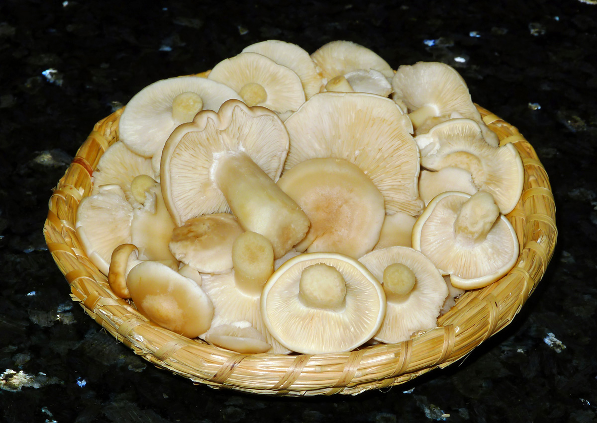 čirůvky májovky v jarní houbařově kuchyni - foto: Aleš Vít