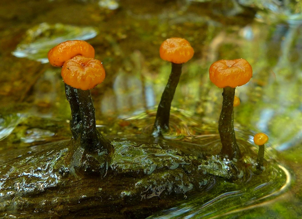 míhavka vodní – Vibrissea truncorum - Šumava - foto: Petr Souček 