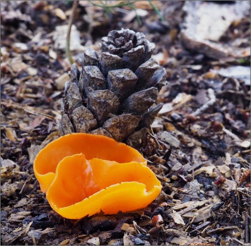 mísenka oranžová – Aleuria aurantia - Českokrumlovsko - foto: Věra Hyráková