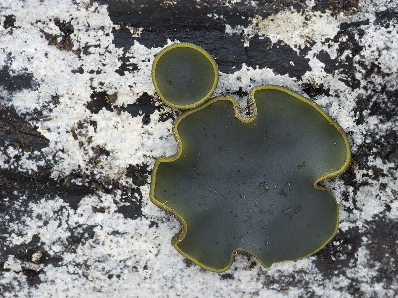 ploskovička olivová (Catinella olivacea) - foto: Lucie Zíbarová
