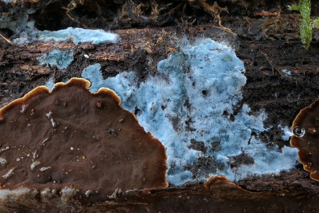 pavučiník modrozelený (Byssocorticium atrovirens) a kožovka (Hymenochaete) - foto: Petr Souček