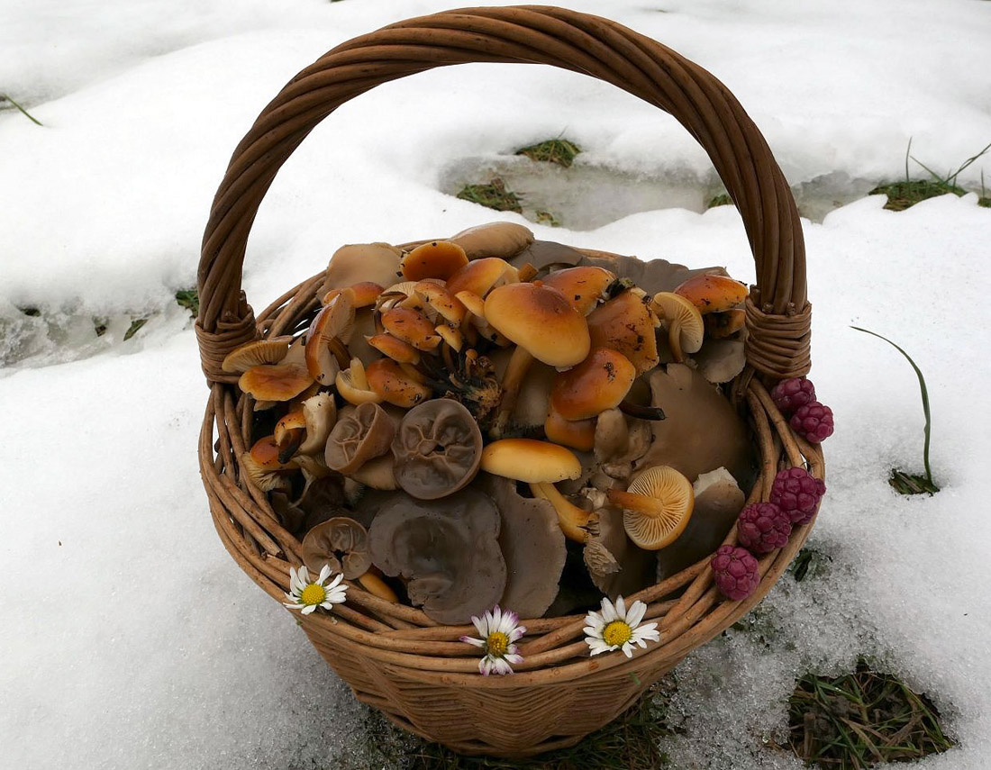 směs pro zimní houbařovu kuchyni - foto: Petr Souček
