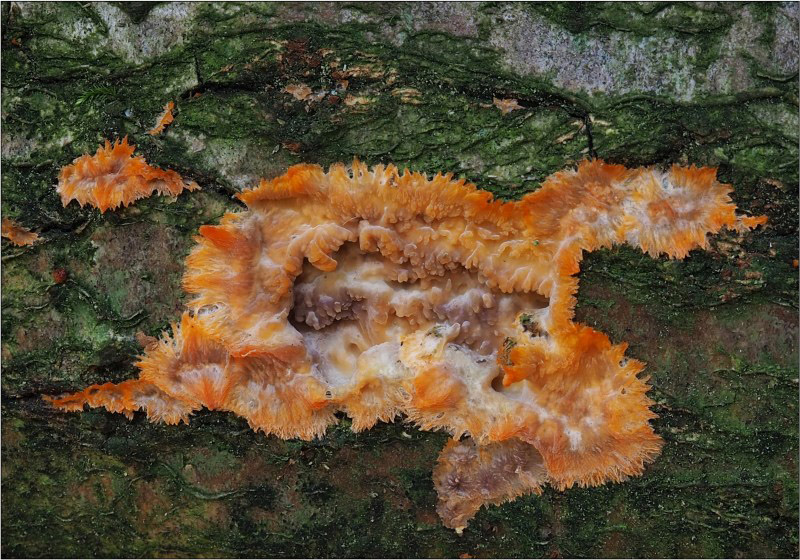 žilnatka oranžová – Phlebia radiata - Českokrumlovsko - foto: Věra Hyráková 