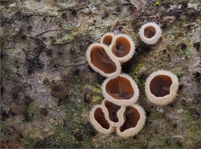 mušlovka plstnatá – Schizophyllum amplum - Českokrumlovsko - foto: Věra Hyráková 