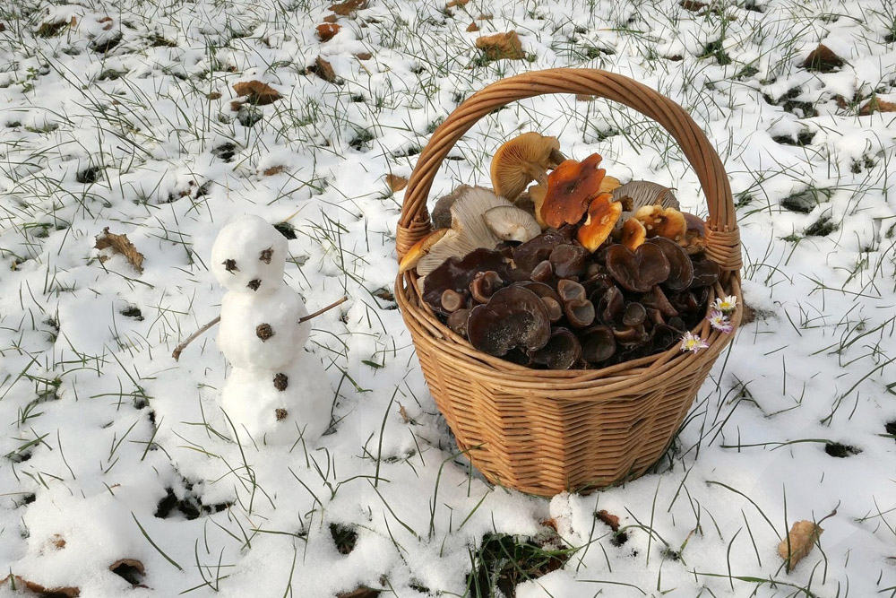 houbařův zimní košík - foto: Petr Souček