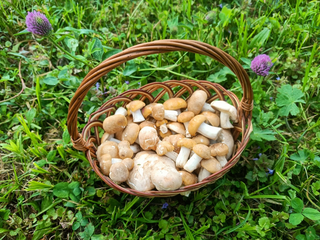 Vnadidlo - foto: Markéta Vlčková Vnadidlo - foto: Markéta Vlčková