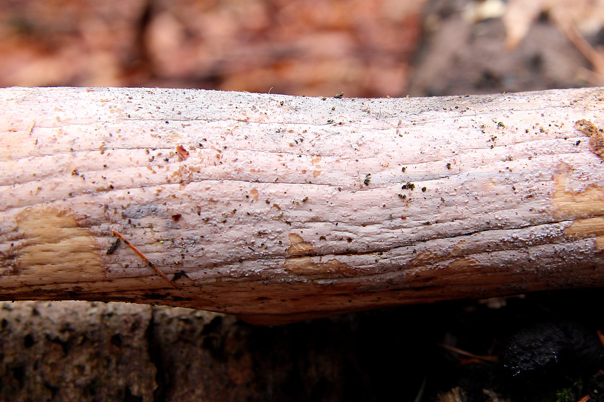 skorovlasy (Exidiopsis effusa) - foto: Radim Dvořák skorovlasy (Exidiopsis effusa) - foto: Radim Dvořák