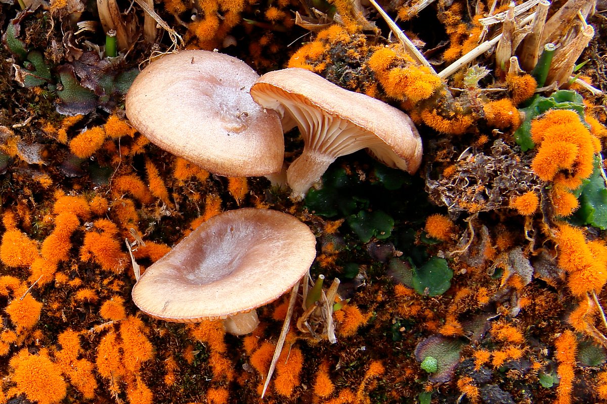 strmělka ojíněná (Rhizocybe pruinosa) - foto: Radim Dvořák strmělka ojíněná (Rhizocybe pruinosa) - foto: Radim Dvořák