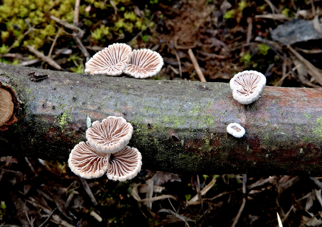 klanilístka obecná (Schizophyllum commune ) - foto: Markéta Vlčková klanilístka obecná (Schizophyllum commune ) - foto: Markéta Vlčková