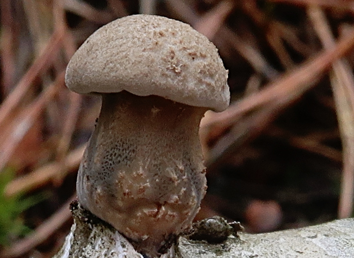 nejsem hříbek, i když tak můžu vypadat (Polyporus ciliatus) - foto: Markéta Vlčková nejsem hříbek, i když tak můžu vypadat (Polyporus ciliatus) - foto: Markéta Vlčková