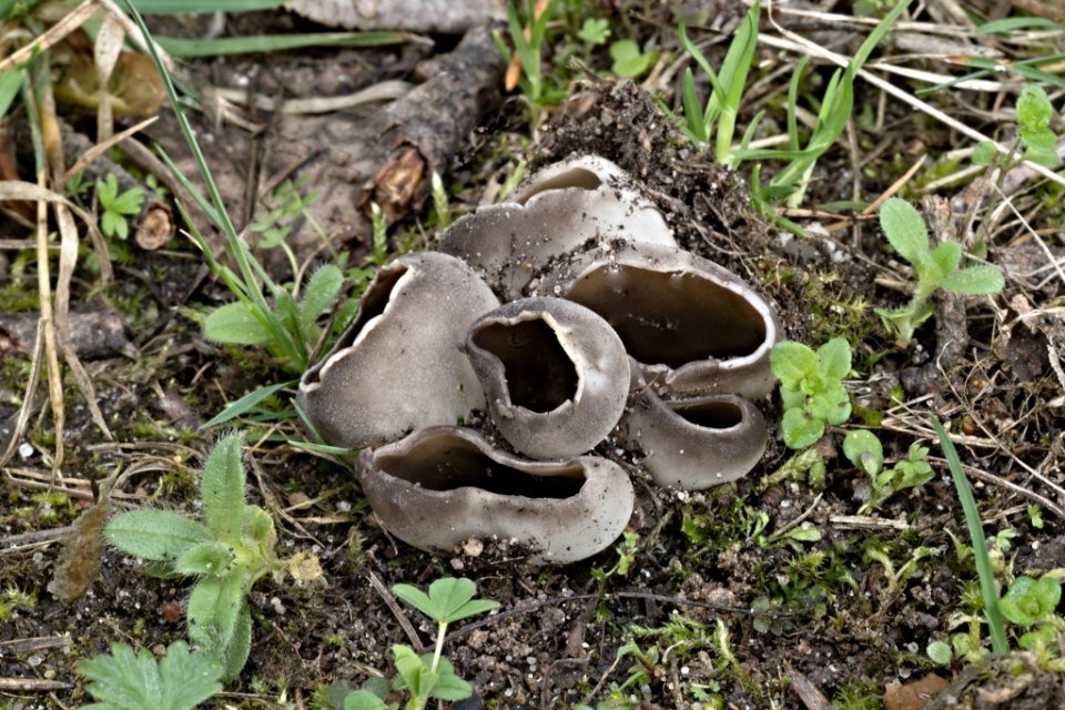 Chřapáč kalíškovitý - foto: Ladislav Špeta Chřapáč kalíškovitý - foto: Ladislav Špeta