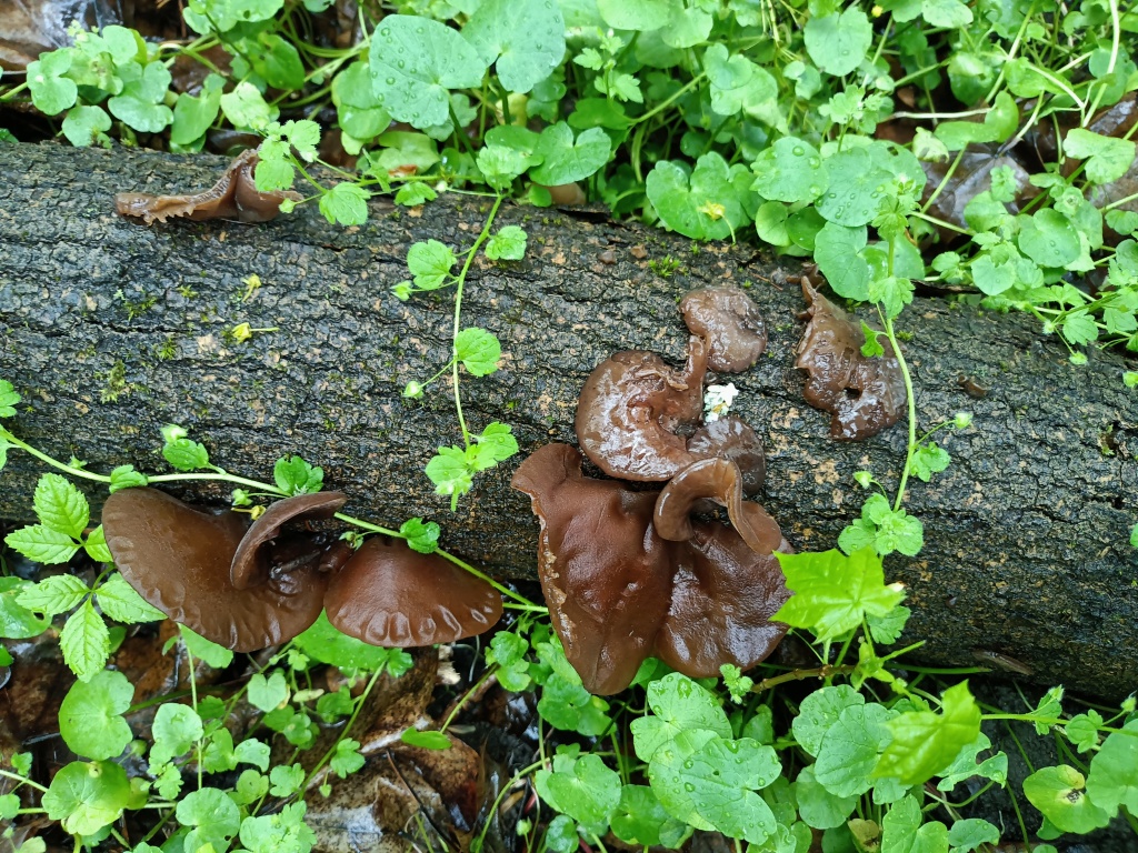 posbírali jsme, co se dalo (Auricula - auricularia judae) - foto: Markéta Vlčková posbírali jsme, co se dalo (Auricula - auricularia judae) - foto: Markéta Vlčková