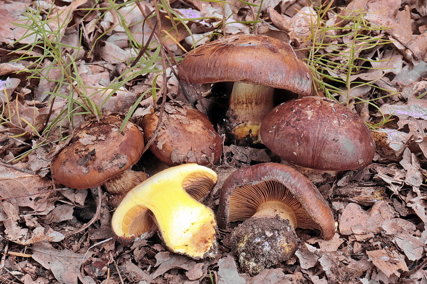 pavuinec pkov (Cortinarius splendificus) - foto: B. Buek