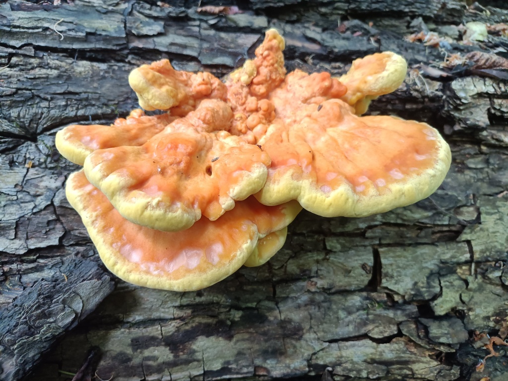 našli jsme sírovec (Laetiporus sulphureus) - foto: Markéta Vlčková našli jsme sírovec (Laetiporus sulphureus) - foto: Markéta Vlčková