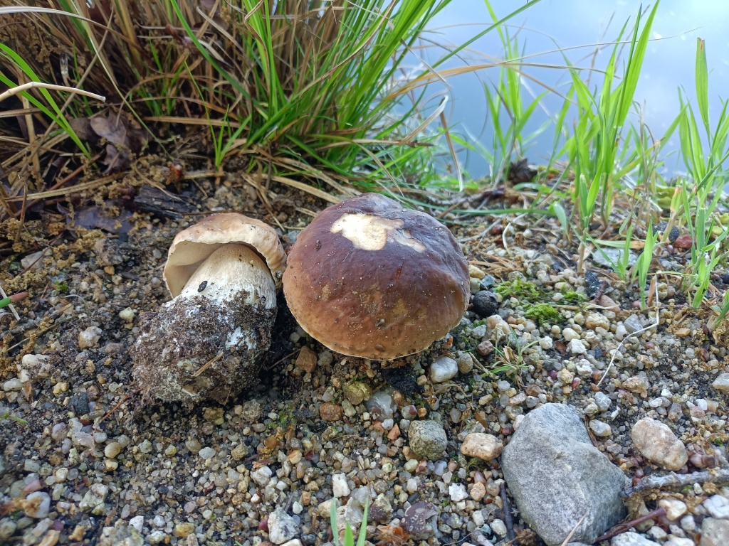 ale i hříbky (Boletus edulis) - foto: Markéta Vlčková ale i hříbky (Boletus edulis) - foto: Markéta Vlčková