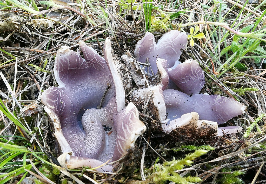 nebo baňky (Sarcosphaera crassa) - foto: Drahomíra Hlinovská nebo baňky (Sarcosphaera crassa) - foto: Drahomíra Hlinovská