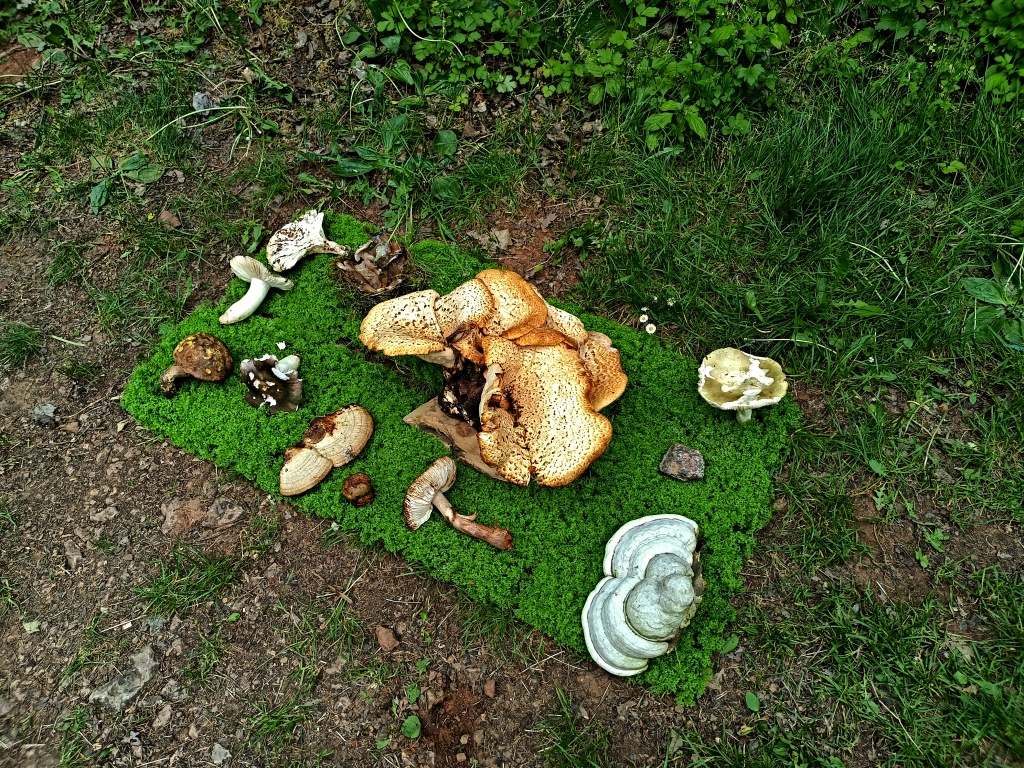 i zahrádku jsme měli - foto: Markéta Vlčková i zahrádku jsme měli - foto: Markéta Vlčková