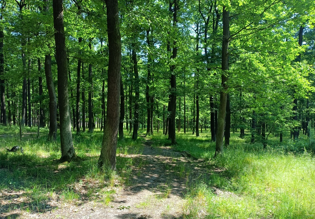 slibný les...co v něm uvidíme? - foto: Markéta Vlčková slibný les...co v něm uvidíme? - foto: Markéta Vlčková