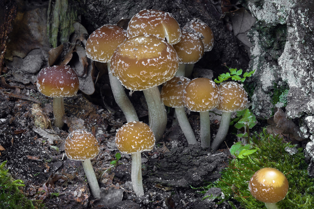 jednoznačně nejhezčí houba dne - křehutka Candolleova (Psathyrella candolleana) - foto: Daniel Kvasnička jednoznačně nejhezčí houba dne - křehutka Candolleova (Psathyrella candolleana) - foto: Daniel Kvasnička