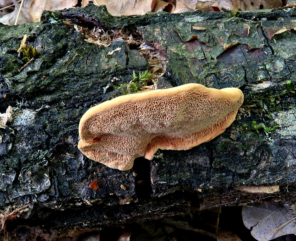 hlinák (Hapalopilus nidulans) před - foto: Markéta Vlčková hlinák (Hapalopilus nidulans) před - foto: Markéta Vlčková