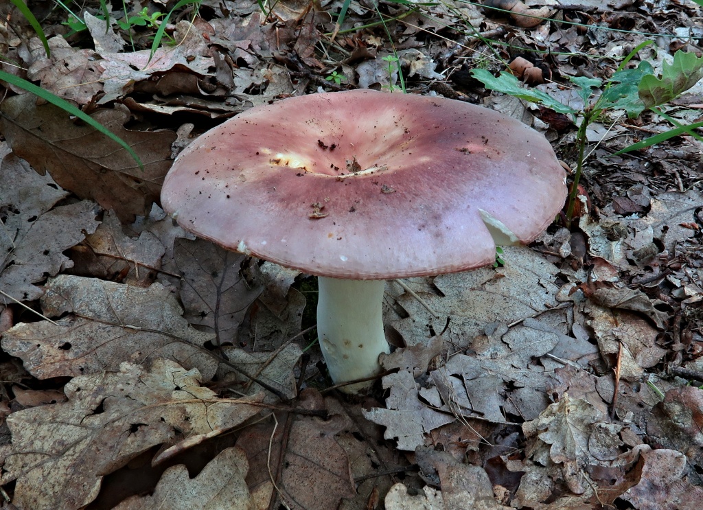 holubinka mandlová (Russula vesca) - foto: Markéta Vlčková holubinka mandlová (Russula vesca) - foto: Markéta Vlčková