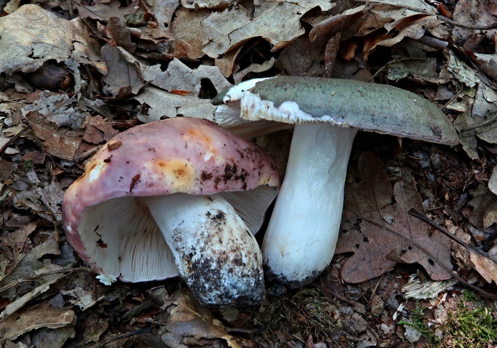 holubinka namodralá (Russula cyanoxantha) - foto: Markéta Vlčková holubinka namodralá (Russula cyanoxantha) - foto: Markéta Vlčková
