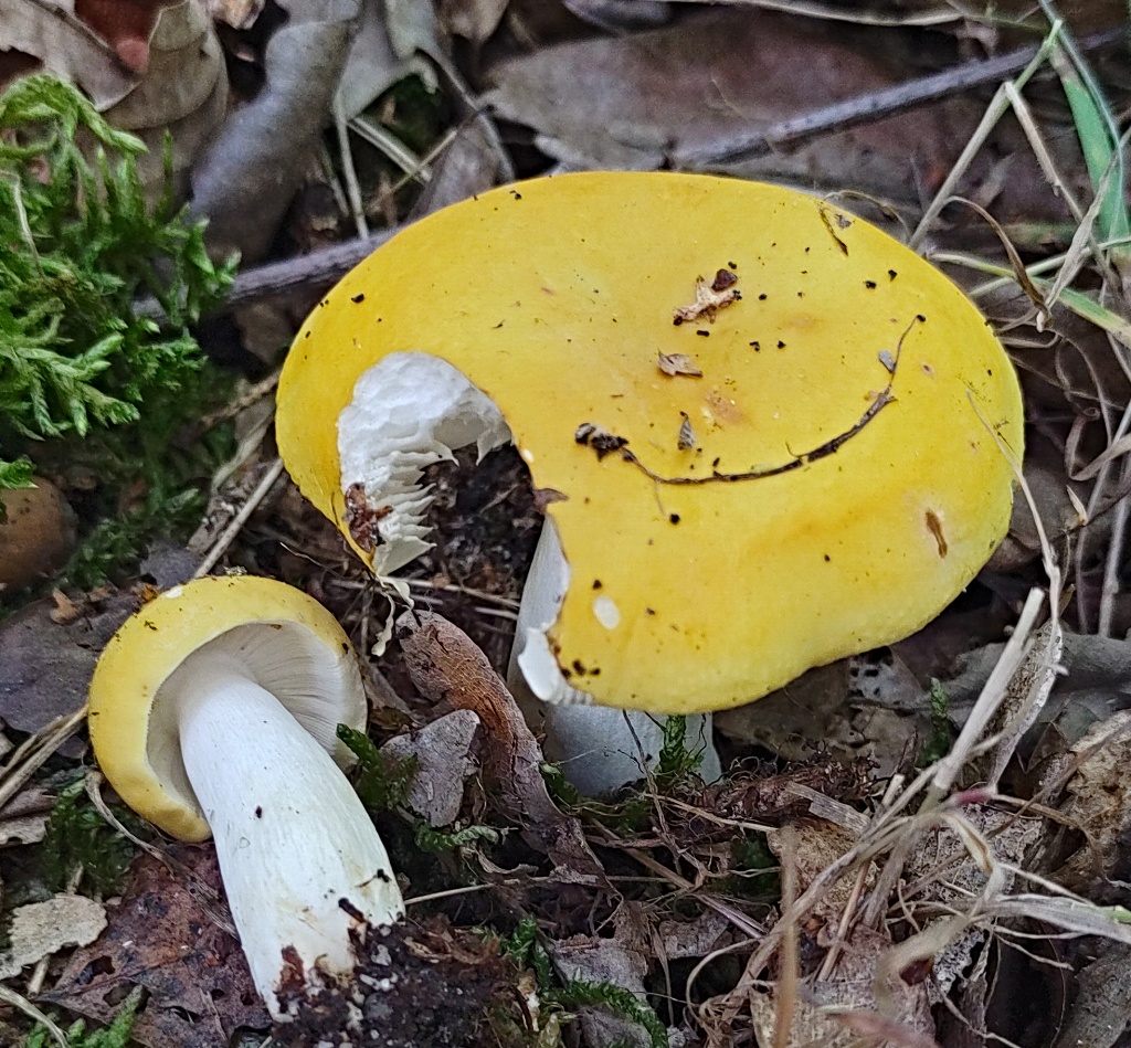 holubinka chromová (Russula claroflava) - foto: Jana Čapková holubinka chromová (Russula claroflava) - foto: Jana Čapková