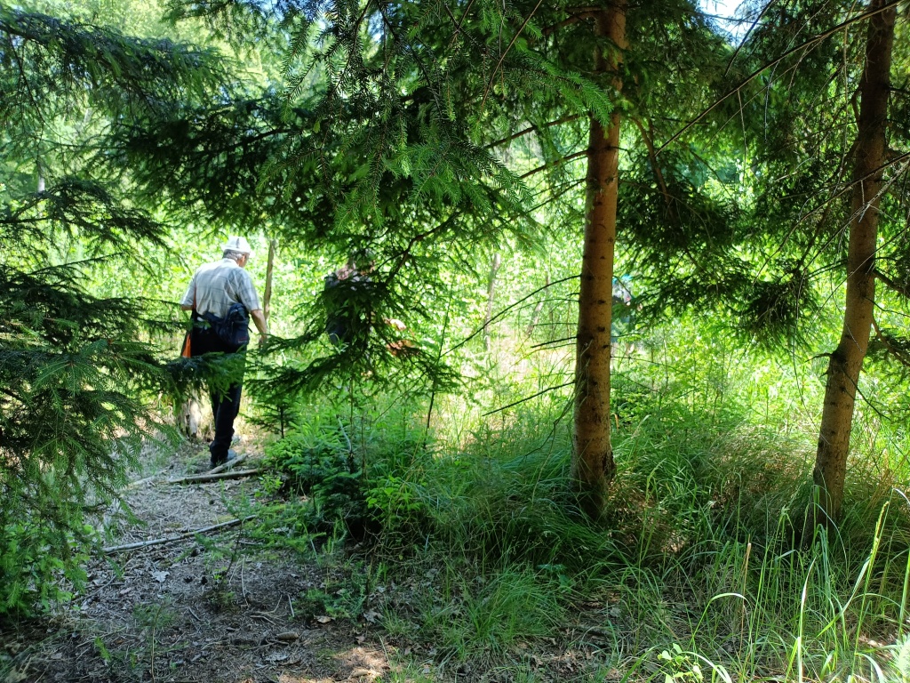 zase další vysoké bylinné patro - fujky - foto: Markéta Vlčková zase další vysoké bylinné patro - fujky - foto: Markéta Vlčková