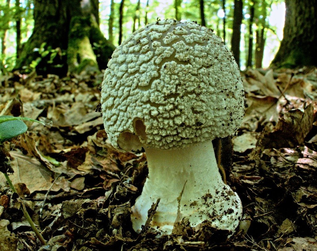 muchomůrka šedivka - foto: Drahomíra Hlinovská muchomůrka šedivka - foto: Drahomíra Hlinovská