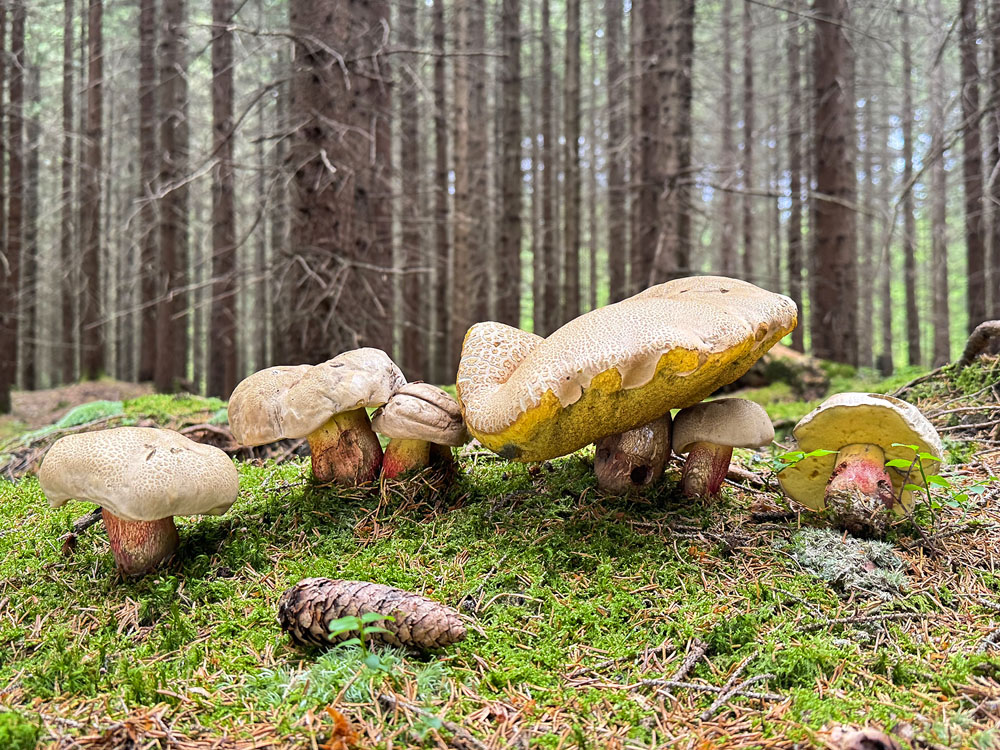 zdejší hřiby kříště už popletly hlavu nejednomu svátečnímu houbaři... zdejší hřiby kříště už popletly hlavu nejednomu svátečnímu houbaři...