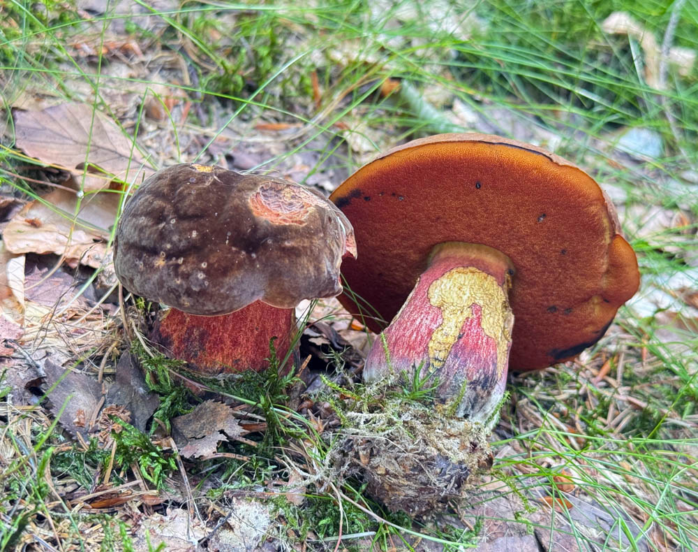 hřiby kováře, kterým se tu říká /modráky/, vyrůstají kolem cest a na prosvětlených mýtinách okolních lesů obvykle již od května... hřiby kováře, kterým se tu říká /modráky/, vyrůstají kolem cest a na prosvětlených mýtinách okolních lesů obvykle již od května...