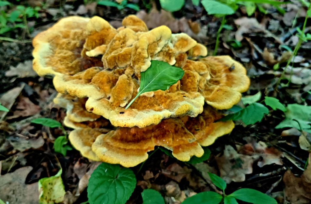 hnědák Schweinitzův (Phaeolus schweinitzii) - foto: Markéta Vlčková hnědák Schweinitzův (Phaeolus schweinitzii) - foto: Markéta Vlčková