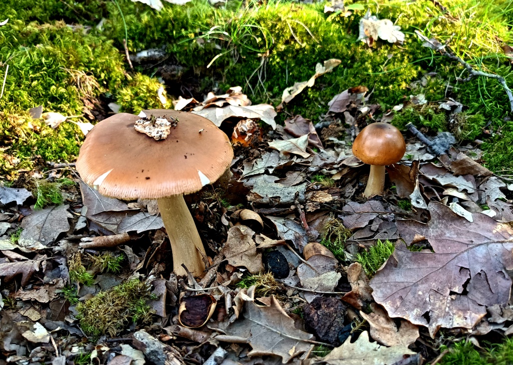 muchomůrka plavá (Amanita fulva) - foto: Markéta Vlčková muchomůrka plavá (Amanita fulva) - foto: Markéta Vlčková