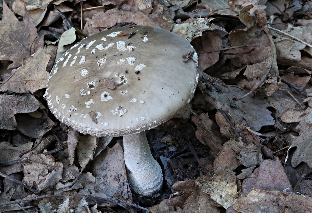 muchomůrka šedivka (Amanita spisa) - foto: Markéta Vlčková muchomůrka šedivka (Amanita spisa) - foto: Markéta Vlčková