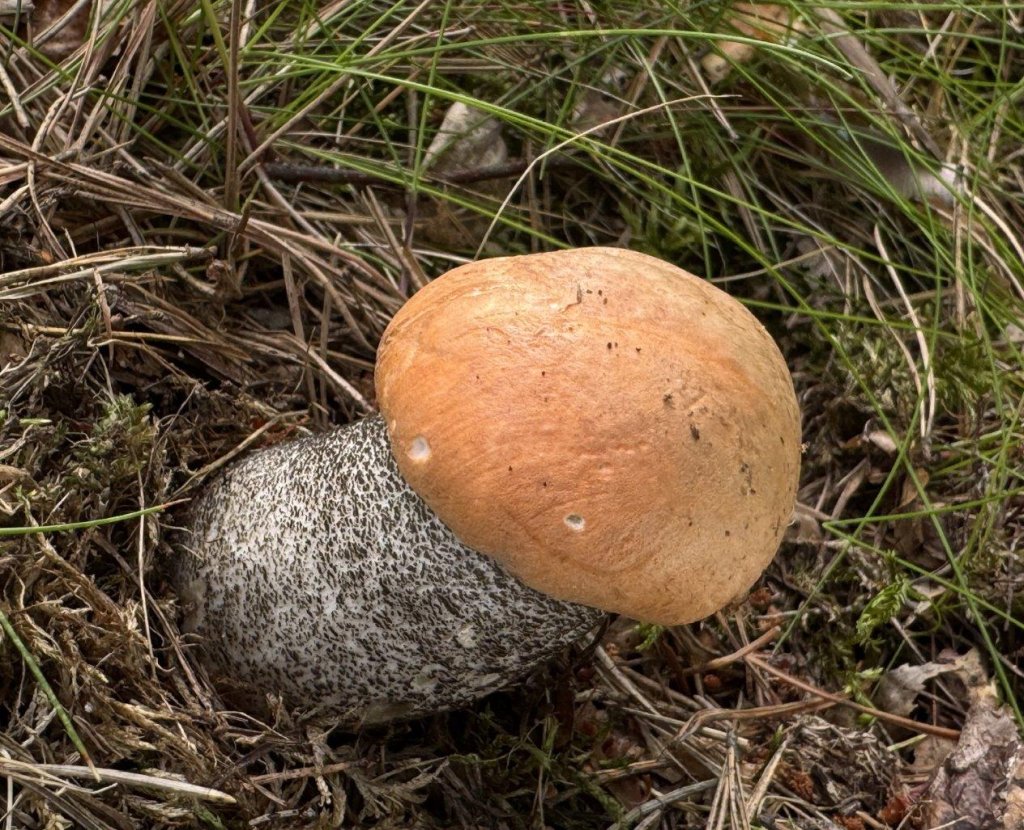 Křemenáč březový - foto: Aleš Vít Křemenáč březový - foto: Aleš Vít