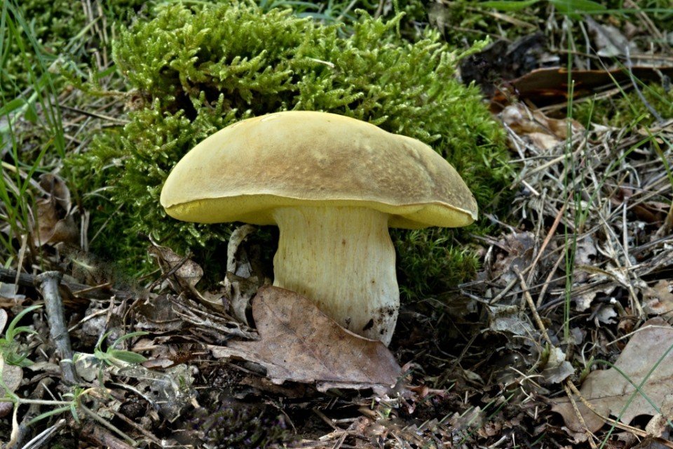Hřib plstnatý - foto: Ladislav Špeta Hřib plstnatý - foto: Ladislav Špeta