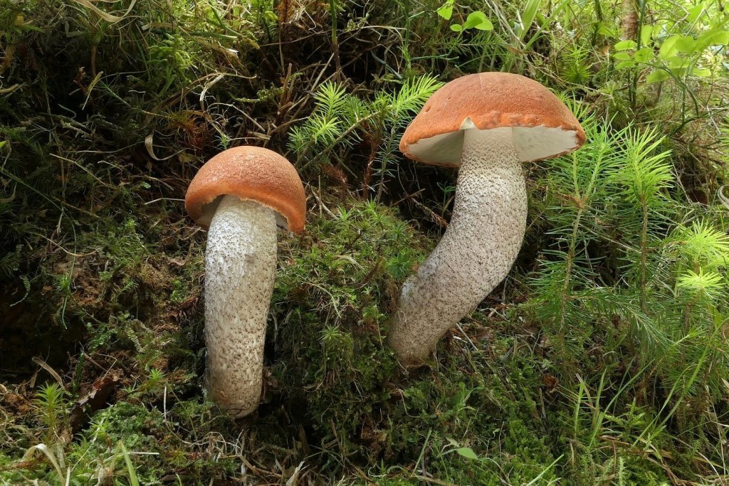 Křemenáč smrkový - foto: Petr Souček Křemenáč smrkový - foto: Petr Souček
