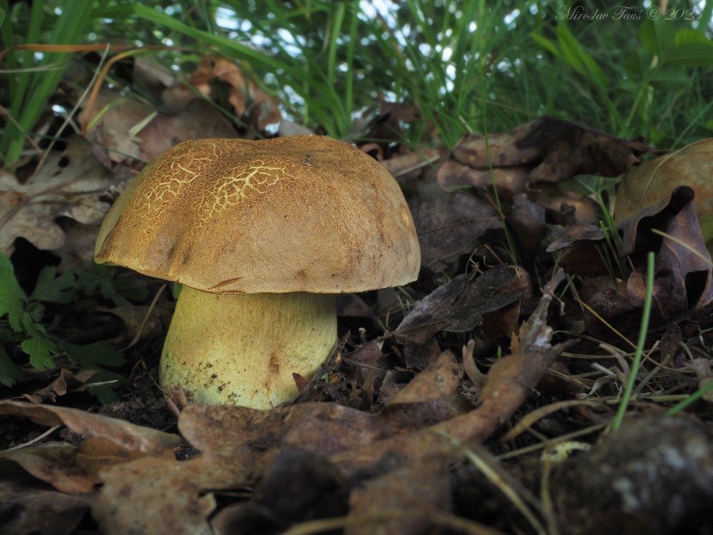 Hřib plavý - foto: Miroslav Tauš Hřib plavý - foto: Miroslav Tauš