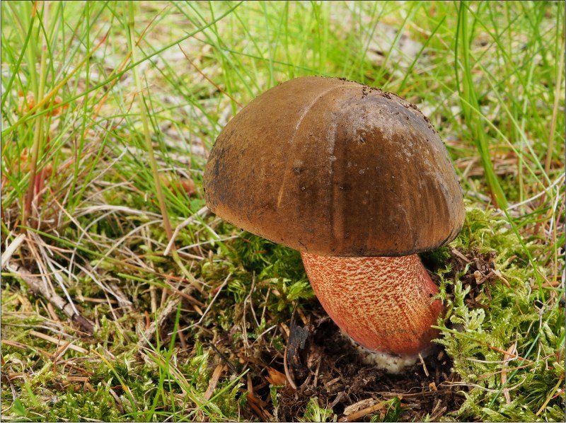 Hřib kovář - foto: Věra Hyráková Hřib kovář - foto: Věra Hyráková