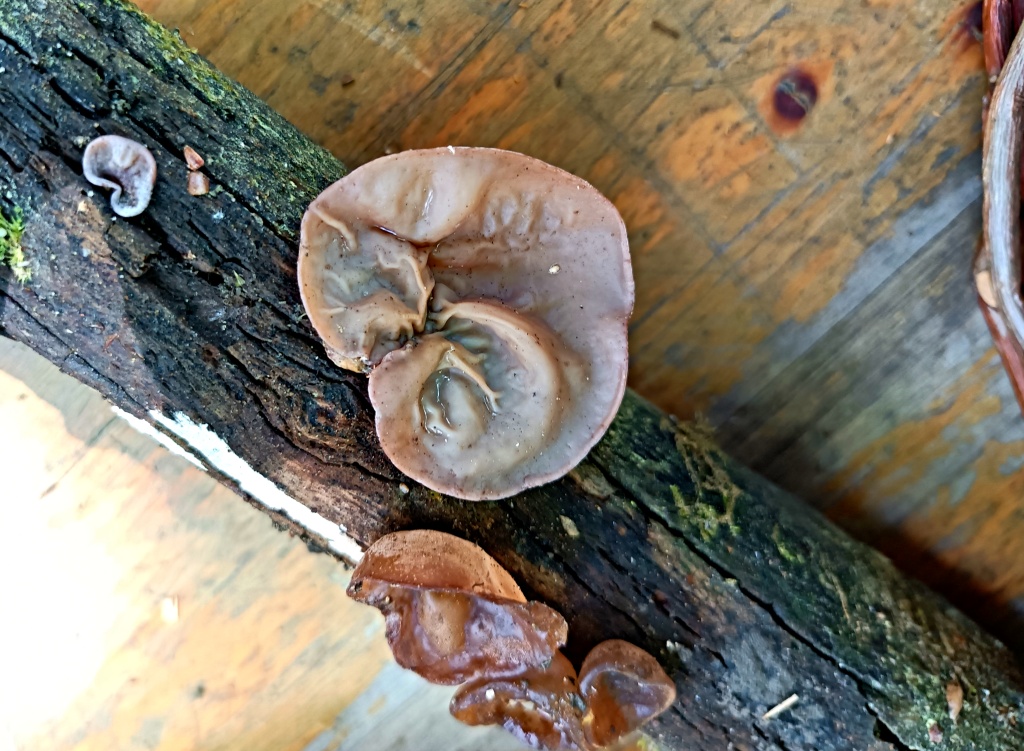 čerstvé uši (Auricularia auricula-judae) - foto: Markéta Vlčková čerstvé uši (Auricularia auricula-judae) - foto: Markéta Vlčková