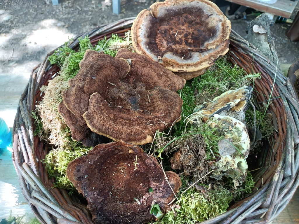 hnědák Schweinitzův (Phaeolus schweinitzi) - foto: Markéta Vlčková hnědák Schweinitzův (Phaeolus schweinitzi) - foto: Markéta Vlčková