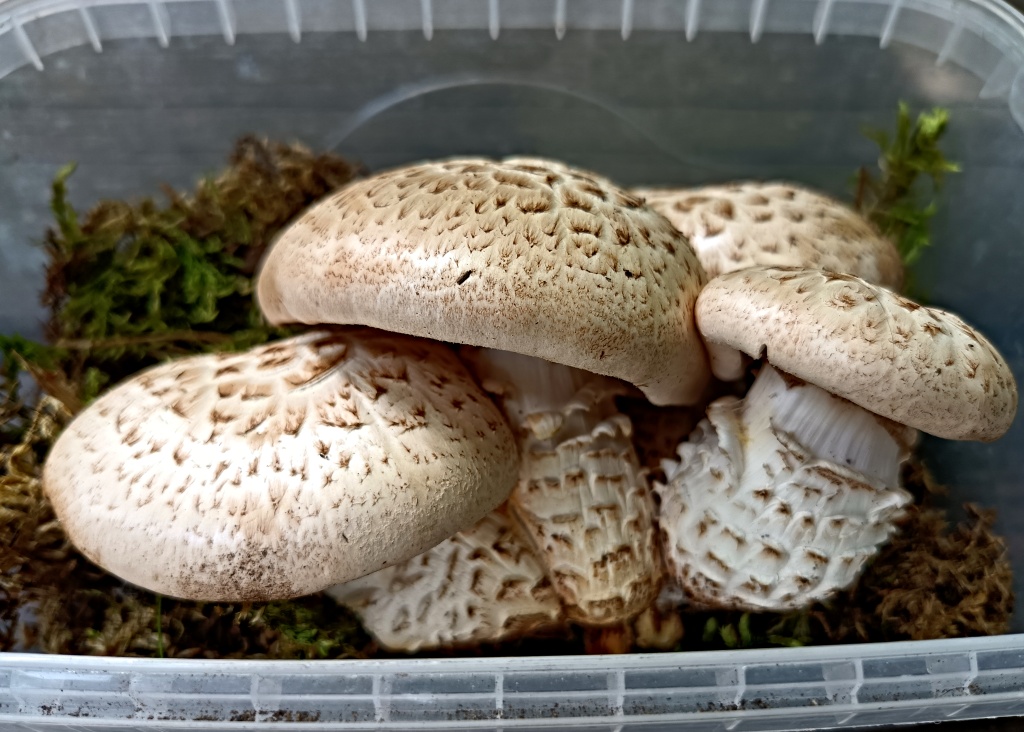 miloušký houževnatec (Neolentinus lepideus) - foto: Markéta Vlčková miloušký houževnatec (Neolentinus lepideus) - foto: Markéta Vlčková